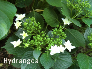f:id:colorbless:20120509212045j:image f:id:colorbless:20120509212045j:image