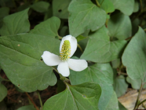 f:id:colorbless:20120520161428j:image f:id:colorbless:20120520161428j:image