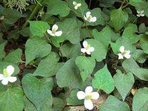 f:id:colorbless:20120520161457j:image f:id:colorbless:20120520161457j:image