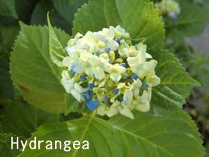 f:id:colorbless:20120602191642j:image