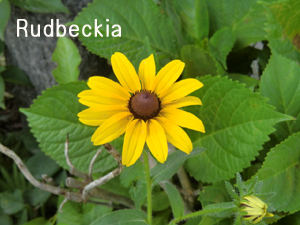 f:id:colorbless:20120609194236j:image
