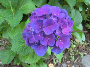 f:id:colorbless:20120609194408j:image