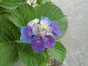 f:id:colorbless:20120609194509j:image