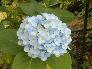 f:id:colorbless:20120609194932j:image
