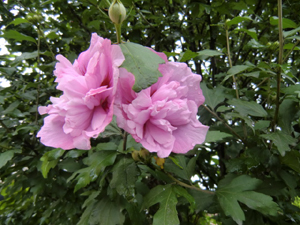 f:id:colorbless:20120611145415j:image