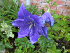 f:id:colorbless:20120616183906j:image