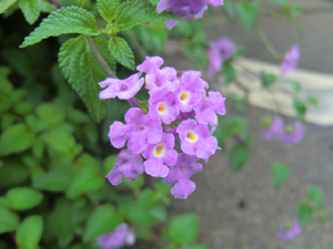 f:id:colorbless:20120616184128j:image f:id:colorbless:20120616184128j:image