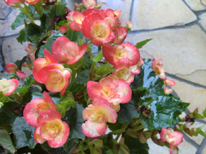 f:id:colorbless:20120701155111j:image