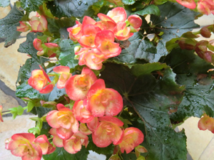 f:id:colorbless:20120701155119j:image