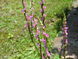 f:id:colorbless:20120708161113j:image