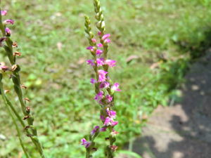 f:id:colorbless:20120708161145j:image