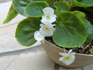 f:id:colorbless:20120708161452j:image