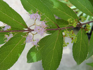 f:id:colorbless:20120713134151j:image