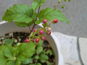 f:id:colorbless:20120715211628j:image