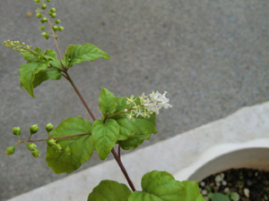 f:id:colorbless:20120715211732j:image