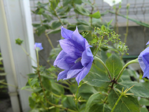 f:id:colorbless:20120715211914j:image