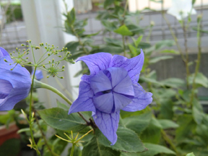 f:id:colorbless:20120715211947j:image