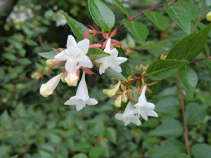 f:id:colorbless:20120720195543j:image