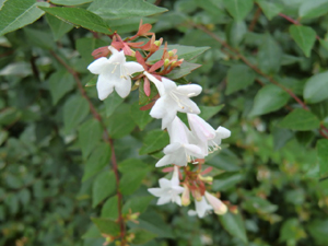 f:id:colorbless:20120720195559j:image