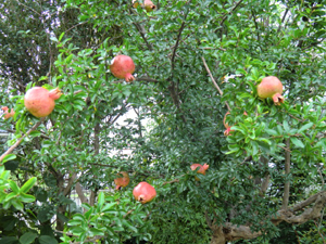 f:id:colorbless:20120720195644j:image