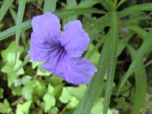 f:id:colorbless:20120808132927j:image