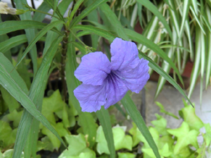 f:id:colorbless:20120808161420j:image