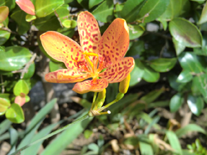 f:id:colorbless:20120809182523j:image