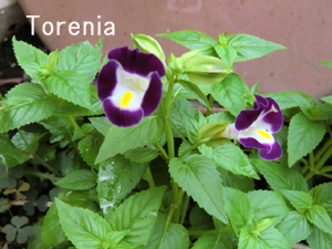 f:id:colorbless:20120819164605j:image