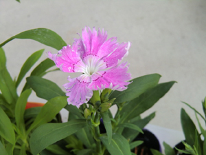 f:id:colorbless:20120827151911j:image