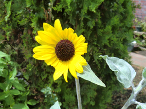 f:id:colorbless:20120901151752j:image