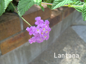 f:id:colorbless:20120901151852j:image