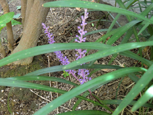 f:id:colorbless:20120901152024j:image