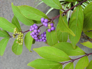 f:id:colorbless:20120909155653j:image