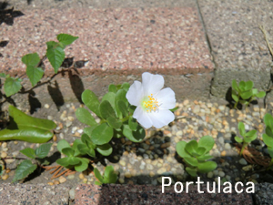 f:id:colorbless:20120909155828j:image