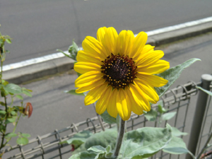 f:id:colorbless:20120909155925j:image