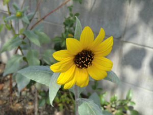 f:id:colorbless:20120912153237j:image