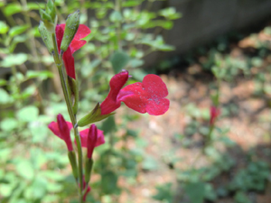 f:id:colorbless:20120912153458j:image