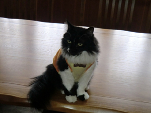 f:id:colorbless:20120916163852j:image