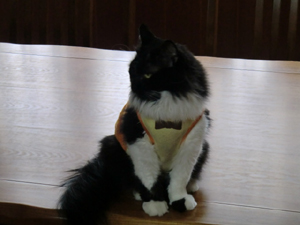 f:id:colorbless:20120916163908j:image