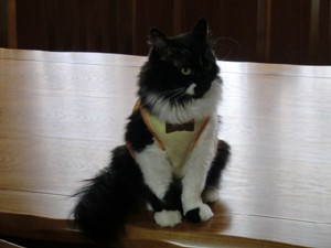 f:id:colorbless:20120916163956j:image