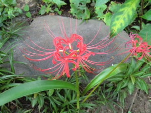 f:id:colorbless:20120918191002j:image