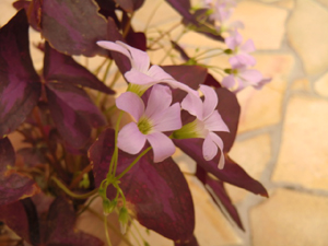 f:id:colorbless:20121026162138j:image