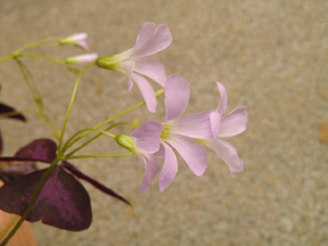 f:id:colorbless:20121026162315j:image