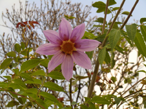 f:id:colorbless:20121112182216j:image f:id:colorbless:20121112182216j:image