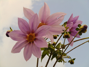 f:id:colorbless:20121112182227j:image f:id:colorbless:20121112182227j:image