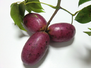 f:id:colorbless:20121116193847j:image