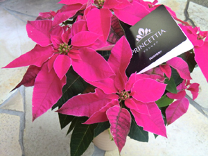 f:id:colorbless:20121122194641j:image