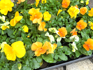 f:id:colorbless:20121122194937j:image