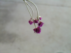 f:id:colorbless:20121205171904j:image