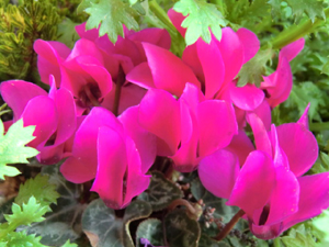 f:id:colorbless:20130227205329j:image